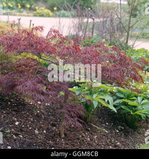 - Acer palmatum var. dissectum Inaba-shidare' AGM TRS095487 Banque D'Images