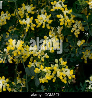 Coronilla valentina - subsp. glauca 'Citrina' AGM TRS096816 Banque D'Images