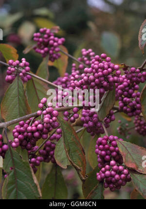 - Callicarpa bodinieri var. giraldii 'Profusion' AGM montrant des baies en automne Photo TRS097666 Banque D'Images