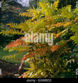 Mahonia x media 'Winter Sun' - TRS AGA097776 Banque D'Images