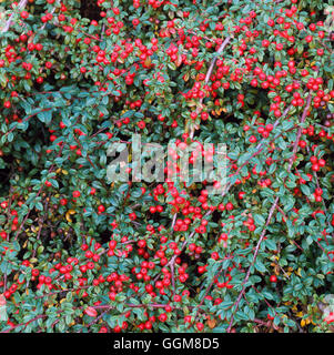 X Cotoneaster suecicus - 'Coral Beauty' TRS097805 Banque D'Images