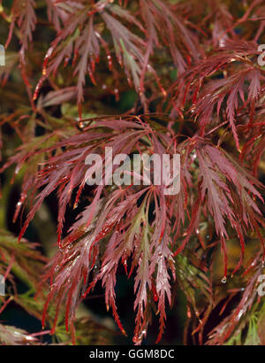 - Acer palmatum var. dissectum 'Lion' en automne couleur TRS097959 Banque D'Images