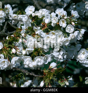 - Prunus 'Shirotae' TRS101108 J'AGA Banque D'Images