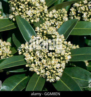 Caryopteris x confusa - 'Kew Green' AGM (mâle) TRS101132 Banque D'Images