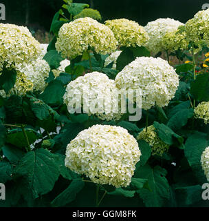 L'Hydrangea arborescens 'Annabelle' - TRS AGA103271 Banque D'Images