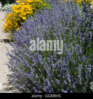 - Lavandula angustifolia 'Munstead' TRS106201 Banque D'Images