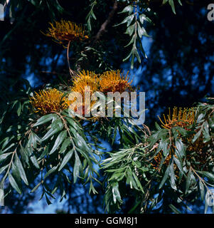 Grevillea robusta - Chêne soyeux TRS107033 Banque D'Images