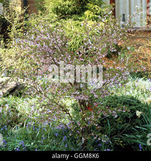 Prunus incisa - 'Kojo-no-mai' TRS108228 Banque D'Images