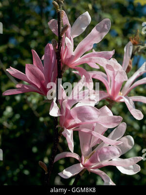 - Magnolia x loebneri 'Leonard Messel' AGM TRS108238 Banque D'Images