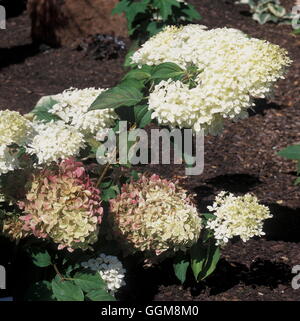 Hydrangea paniculata 'Phantom' Date : 10/07/2008 TRS108946 Banque D'Images