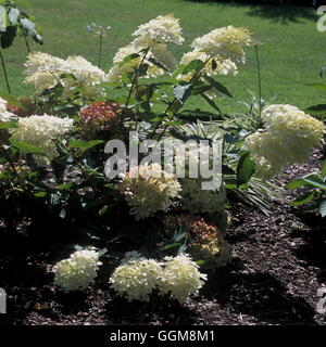 Hydrangea paniculata 'Phantom' Date : 10/07/2008 TRS108949 Banque D'Images