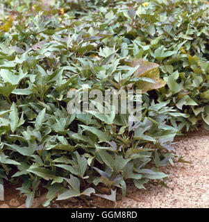 - Patate douce (Ipomoea batatas) VEG007802 Banque D'Images