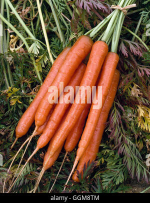 Carotte - 'Amsterdam Sweetheart' VEG024491 Banque D'Images