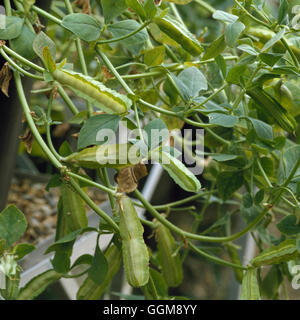 Pois Pois Asperges - Winged Tetragonolobus purpureus (Syn. Lotus tetragonolobus)''''' VEG045721 crédit obligatoire' Banque D'Images