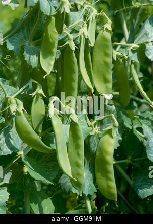 - Pois 'Oregon' Pod Sucre (pois mange-tout) VEG047927 Banque D'Images