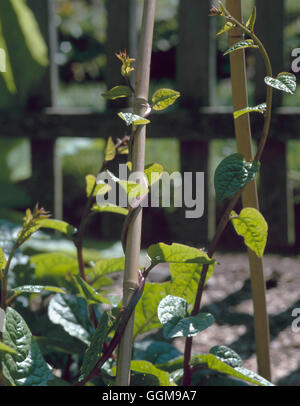 Les épinards - Malabar - (Basella rubra var. alba) VEG092252 Banque D'Images