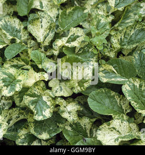 Cress - Variegated American Land Cress - (Barbarea vulgaris 'Variegata') VEG103077 Photos Hort Banque D'Images