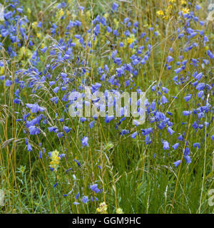 Harebells - (Campanula rotundifolia) WFL051761 Banque D'Images