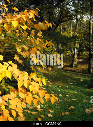 Woodland Garden - en automne avec la renouée du Japon (Fallopia japonica) en premier plan de coloration obligatoire WOG105001 Banque D'Images
