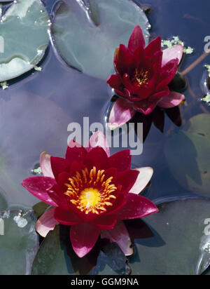 Nymphaea - 'Escarboucle' WPL020720 Banque D'Images