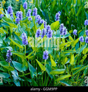 Pontederia cordata - Mauvaises Herbes Brochet ''Wampee''' WPL064759 ' Banque D'Images