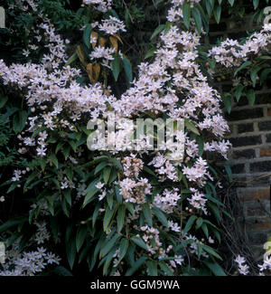 Clematis armandii 'Apple Blossom' ref : 117860  UMW 0005 © Photos Sem - Allemand/horticoles Banque D'Images