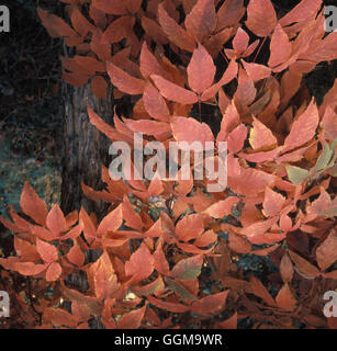 Acer triflorum ref : 118361 0005  UMW Banque D'Images