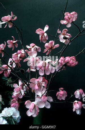 Magnolia sprengeri var. diva Date : 25/09/2008 ref : 121143 0001 UMW Banque D'Images