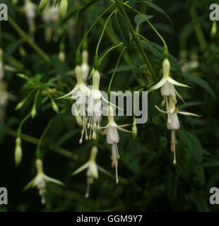 Fuchsia 'Hawkshead' Date : 14/10/2008 Ref : TRS089235 Banque D'Images