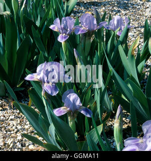 Iris 'ciel' Autrichienne (barbu) Nain Standard Banque D'Images