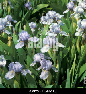 Iris 'Blue Denim' (Barbu Nain Standard) Banque D'Images