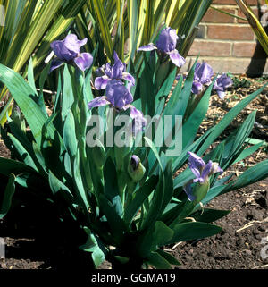 'Iris' (Tinkerbell) Barbu Nain Standard Banque D'Images