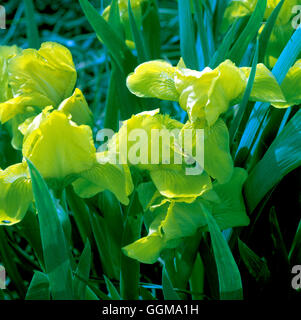 Iris 'Brassie' (Standard) Barbu Nain Banque D'Images