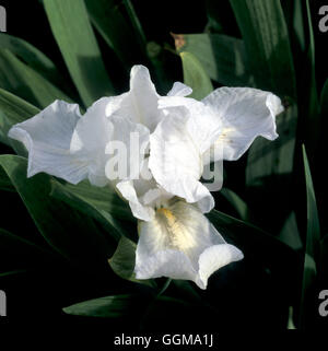 Iris 'Lilli-white' (barbu) Nain Standard Banque D'Images