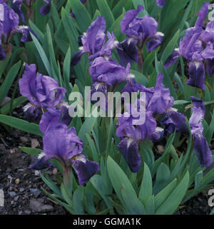 Iris bleu 'Pygmées' (Standard) Barbu Nain Banque D'Images
