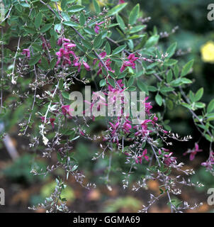 Lespedeza thunbergii (Syn Desmodium penduliflorum) Banque D'Images