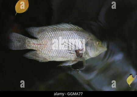 Poissons morts parce que les eaux usées de l'usine industrielle. Banque D'Images