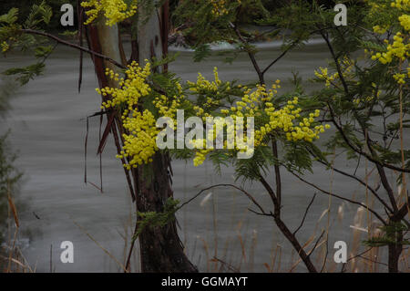 Près de la rivière de fleurs sauvages, Kosciuszko NP, EN IN Banque D'Images