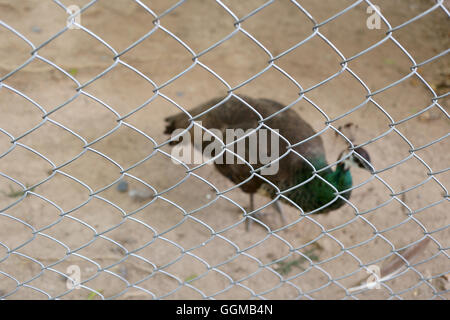 Peacock de conserver l'oiseau sont pris au piège dans une cage concept de la capture d'animaux sauvages. Banque D'Images