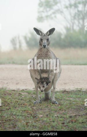 Les kangourous gris de l'Est, Tom Groggin Kosciuszko, NP, Nouvelle Galles du Sud Banque D'Images