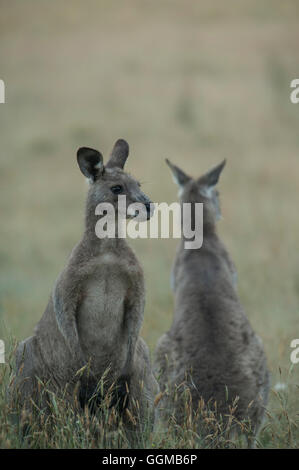Les kangourous gris de l'Est, Tom Groggin Kosciuszko, NP, Nouvelle Galles du Sud Banque D'Images
