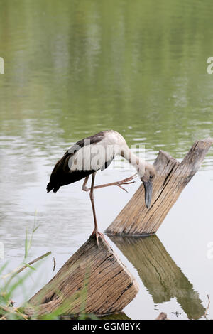 Les pélicans ou aigrette debout sur le bois d'un parc public et la recherche de la nourriture. Banque D'Images