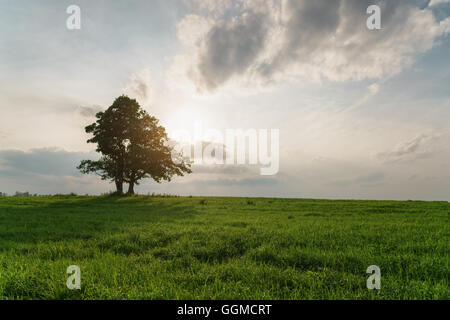 Le chêne et l'érable croître ensemble sur champ vert au coucher du soleil Banque D'Images