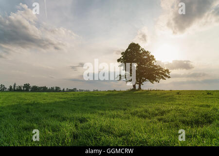 Le chêne et l'érable croître ensemble sur champ vert au coucher du soleil Banque D'Images