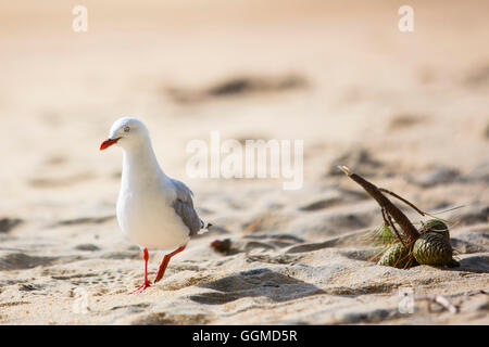 Red-billed Gull, Abel Tasman National Park, South Island, New Zealand Banque D'Images