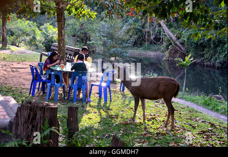 Dans le parc national Khao Yai, centre de la Thaïlande, Thaïlande Banque D'Images