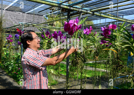 Ferme d'orchidées à Mae Sa Velley près de Chiang Mai, Thaïlande, North-Thailand Banque D'Images