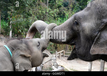 Thai Elephant Conservation Centre bei, Nord-Thailand Lampang, Thaïlande Banque D'Images