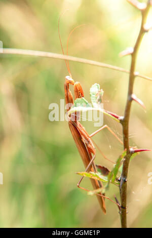 Mantis religiosa mâles adultes brun sur une branche Banque D'Images