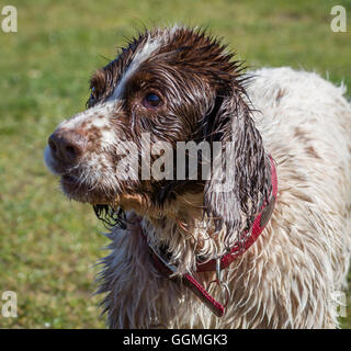 Springer spaniel chien mouillé après avoir joué dans l'eau sur la promenade ensoleillée Banque D'Images